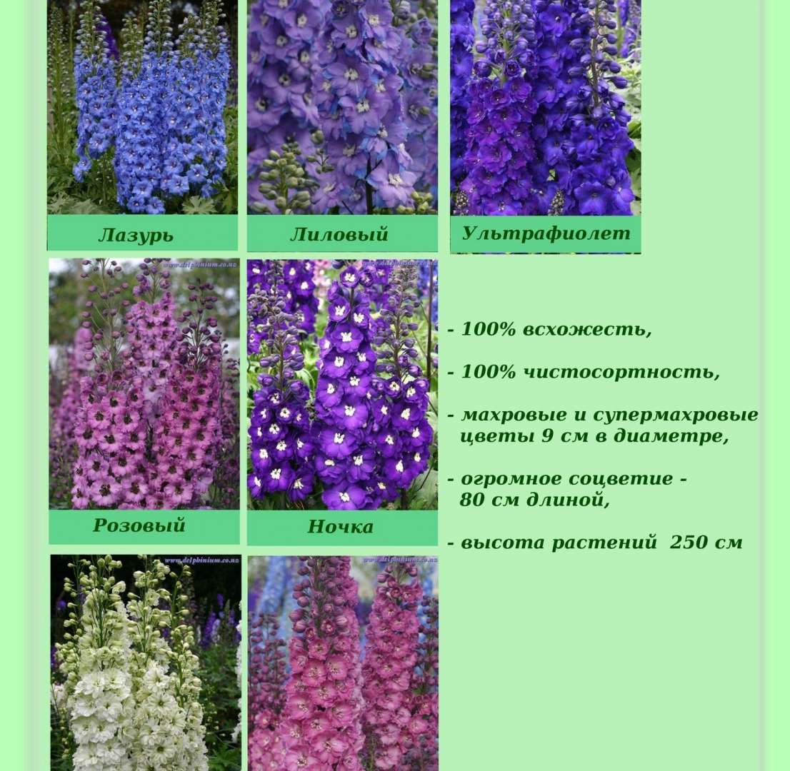 Дельфиниум Где Купить Семена